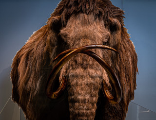 A 2D display of a mammoth with 3D tusks