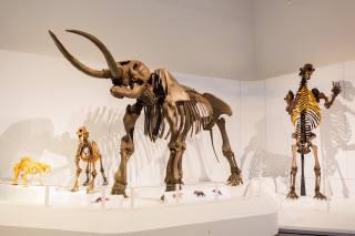 A display of skeletons of a saber-toothed cat, a mastadon, and a short faced bear