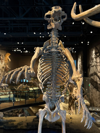 A fossil of a Giant Short-Faced Bear