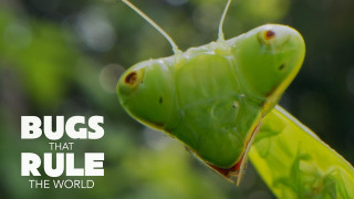 bugs that rule the world pbs poster