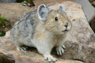pika on rock