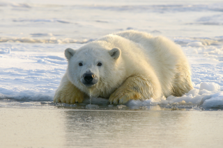 polar bear hunting on ice