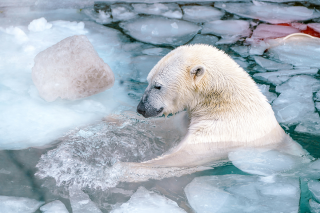 polar bear trying to get on melting ice