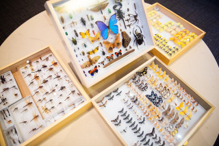 4 display drawers of various insects