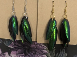 earrings made from jewel beetle wings