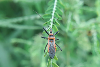 assassin bug