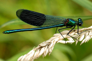 dragonfly