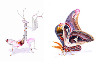watercolor insects by heath ogden art