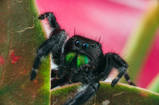 jumping spider