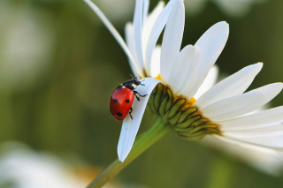 ladybug