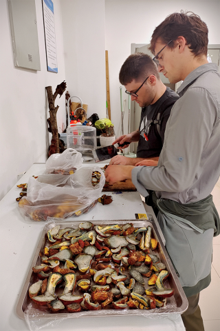 lanmaoa asiatica or jian shou qing lilliputian mushrooms processed in lab