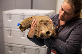 A scientist holds the fossilized skull of a musk ox.