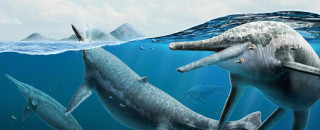 Illustration of Shonisaurus under water