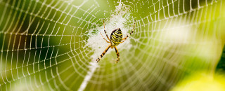 How spider webs achieve their strength, MIT News