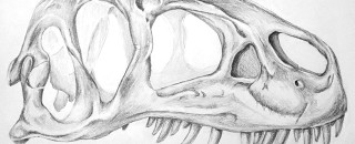 A pencil sketch of an allosaurus skull
