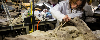 Ann Johnson works on a fossil in a lab.