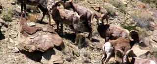 Desert Big Horn Sheep 