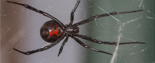 Which Utah spiders to be worried about, and which ones not to fear