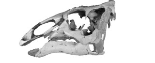 A graphic of a dinosaur skull