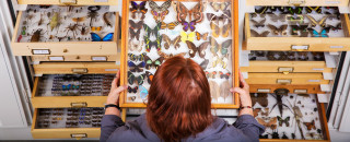 A scientist looks into drawers of invertebrate specimens including many butterflies. 