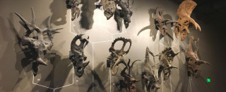 A wall display of horned dinosaurs at NHMU.