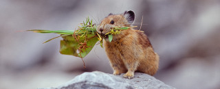 A pika on a boulder with a mouthful of grass.