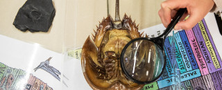 Photo of Horseshoe Crab with magnifying glass