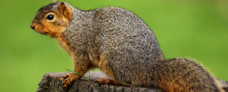 Fox Squirrel sitting on a branch