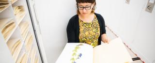Allison Izaksonas looks at a pressed plant in the museums collections.