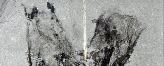 A close up black and white image of the Megasiphon thylakos fossil.