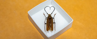 Longhorn Beetle with antennae shaped like a heart.