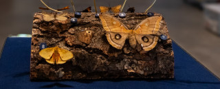 Butterflies in different shades of brown on a stump