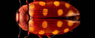 A Pleasing Fungus Beetle