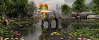 An illustration of Lokiceratops rangiformis standing in a swamp.