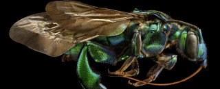 A macro photo shows a bee with green and blue reflects