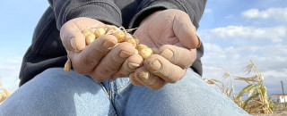 Alastair holds a handful of small potatoes. 