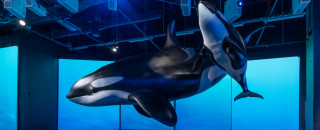 A display of 2 life-size orcas - a mother and calf. 