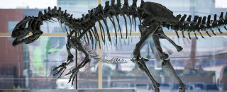 A fossil skeleton on display at the airport. 