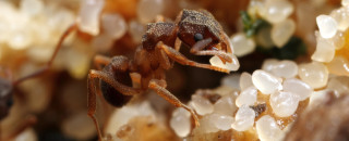 A yeast-farming worker of the fungus-farming ant species Cyphomyrmex cf. rimosus, collected in Mindo, Ecuador, in 2011, on its fungus garden.