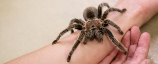 Tarantula Interaction at NHMU