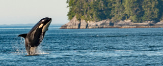 An orca breaching near a wooded shoreline.