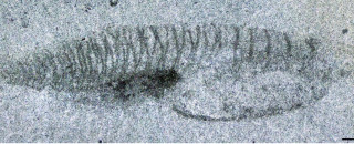 A fossil of Nuucichthys rhynchocephalus
