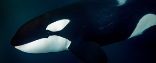 Solo Orca
