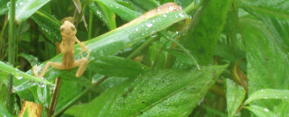 A small toad on a leaf.