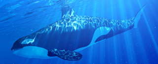 Orca featuring attributes of the Delphinidae family.