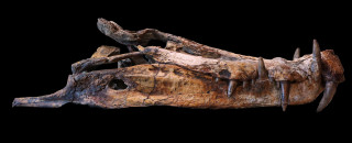 A brown crocodilian fossil skull against a black background