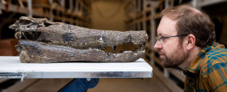Randy Irmis faces off with a fossil Borealosuchus skull