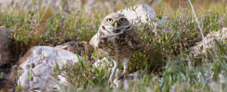 An owl perches on the ground