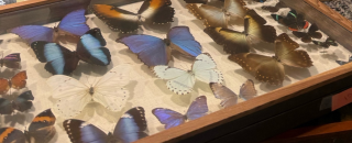 butterfly collection case