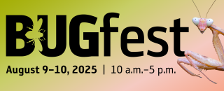 A multicolored praying mantis with a BUGfest graphic